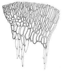 Drepanocladus aduncus secund form, alar cells. Drawn from A.J. Fife 7379, CHR 406807.
 Image: R.C. Wagstaff © Landcare Research 2014 